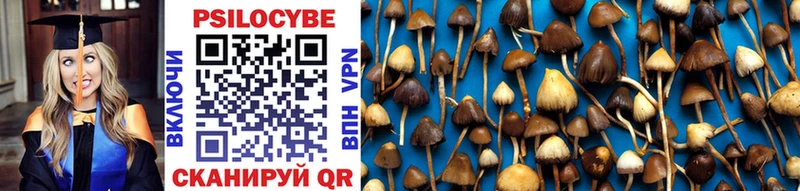 Купить  Шатура  Галлюциногенные грибы Psilocybe 